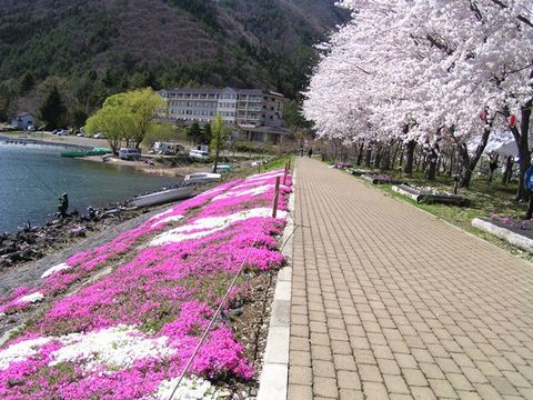 河口湖畔（北岸）の桜