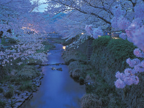 一の坂川桜並木のライトアップ