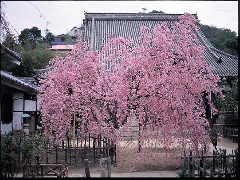 天寧寺のしだれ桜