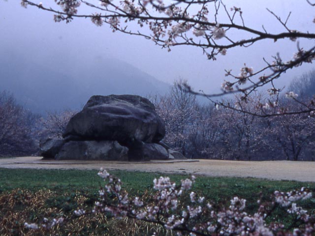 石舞台　桜