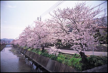 栗原川沿いの桜並木