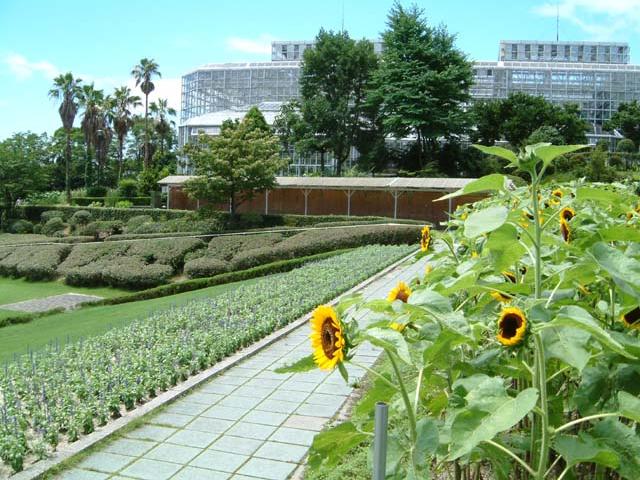 広島市植物公園夏