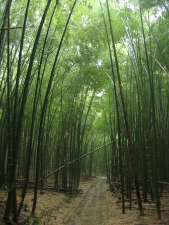 饗庭の竹林