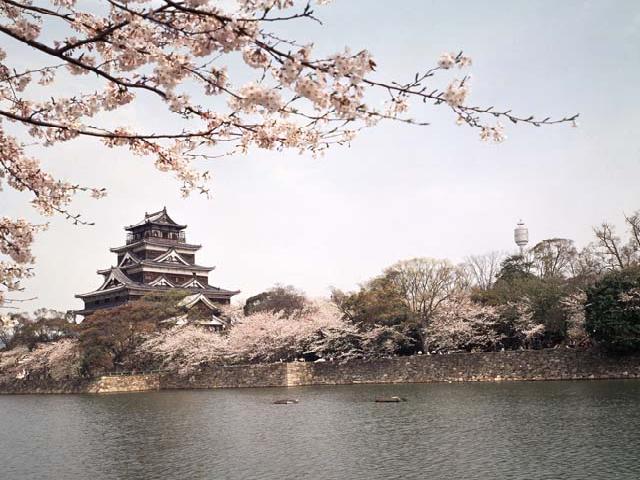 Hiroshima Castle with Cherry Blossoms