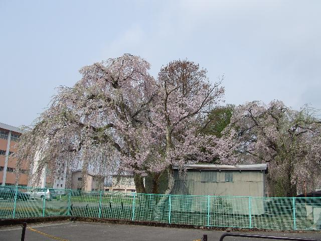 角館南高校前の桜