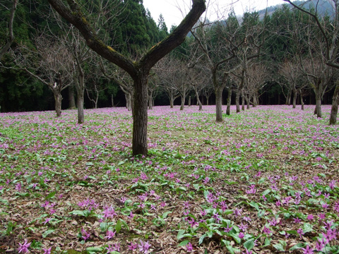 八津・鎌足かたくり群生の郷