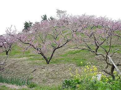 飯山町の桃畑
