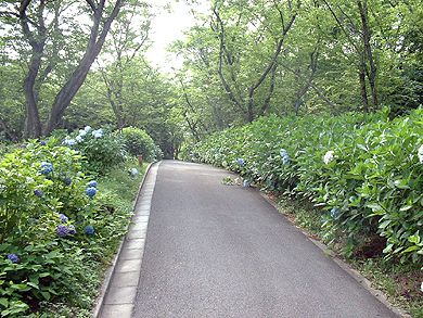 峰山公園内の遊歩道