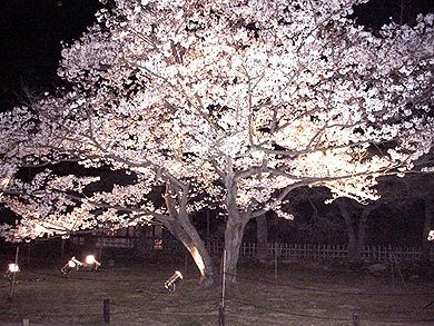 栗林公園　夜桜